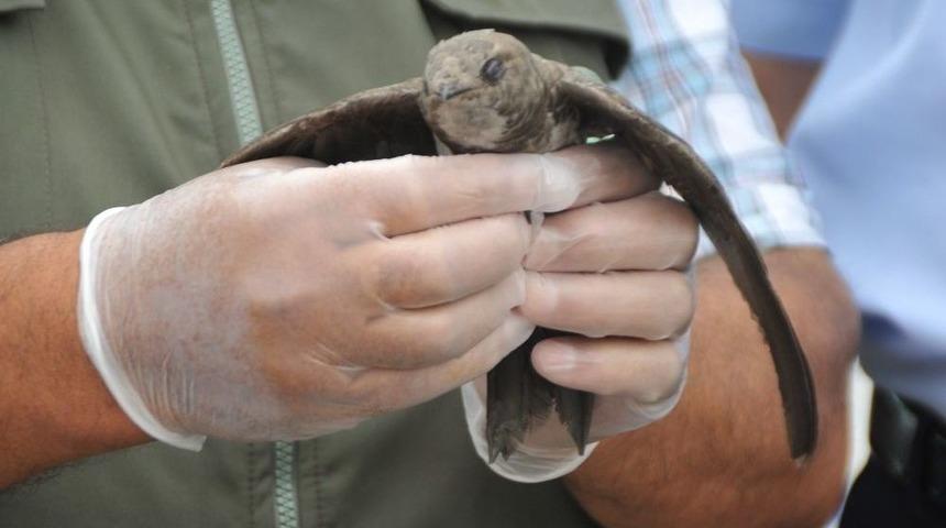 Bafra’da Ebabil Kuşu Yakalandı