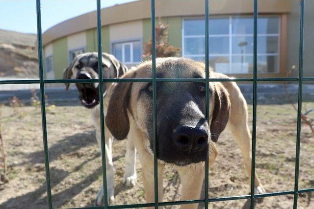 Büyükşehir’in Hayvan Bakımevi Açılış İçin Gün Sayıyor