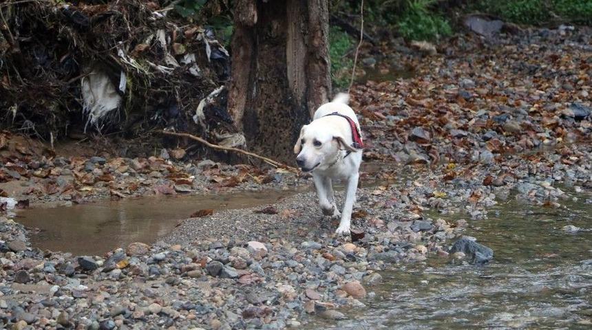 Selde Kaybolan Vatandaş İ&ccedil;in K&ouml;pekle Arama Yapıldı