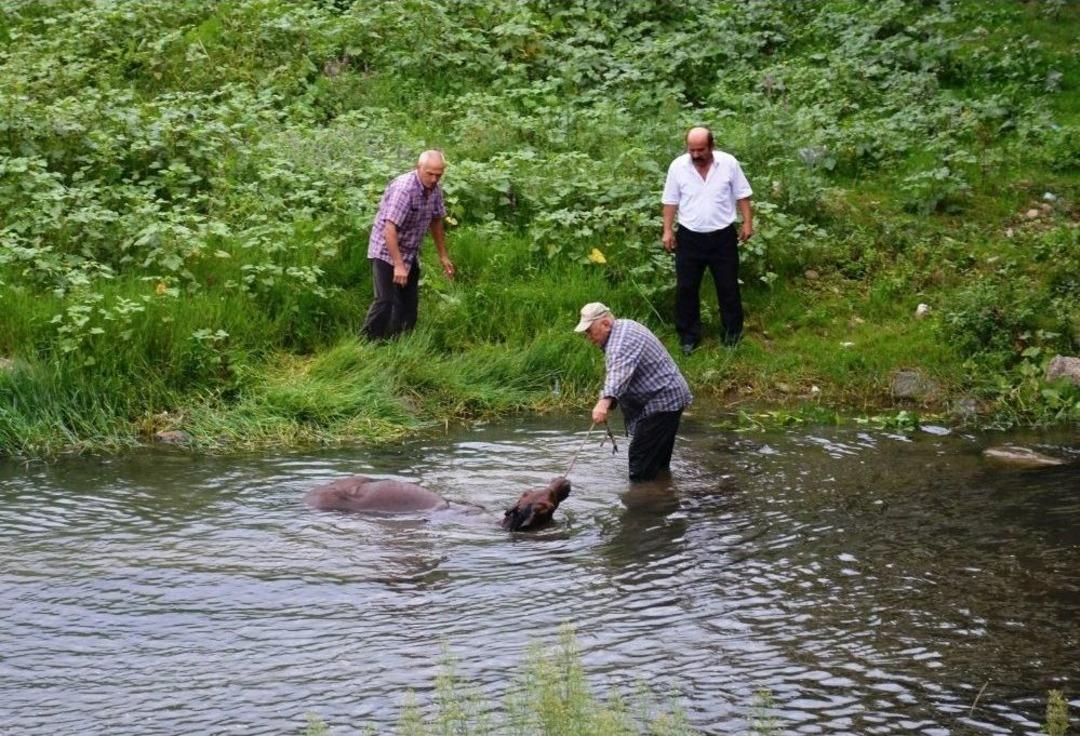 Irmağa D&uuml;şen Sahipsiz Atı Vatandaşlar Kurtardı