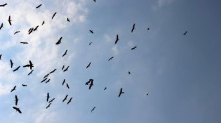 Sonbahar Habercilerinin Uzun Yolculuğu Başladı