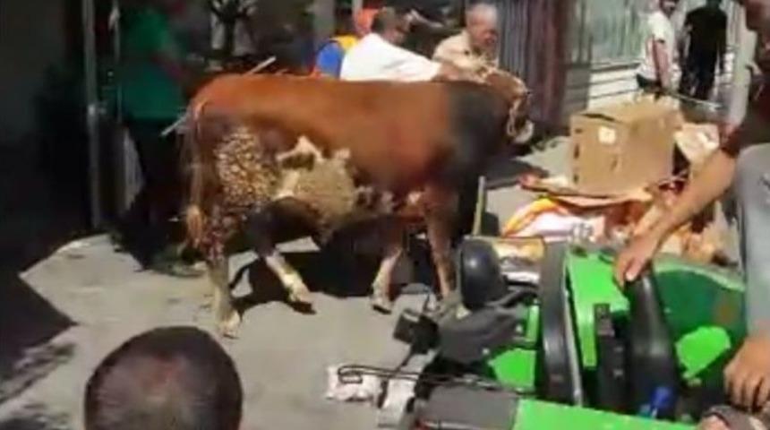 Sahibinden Ka&ccedil;an Kurbanlık Tosun Tatlıcı D&uuml;kkanına Daldı