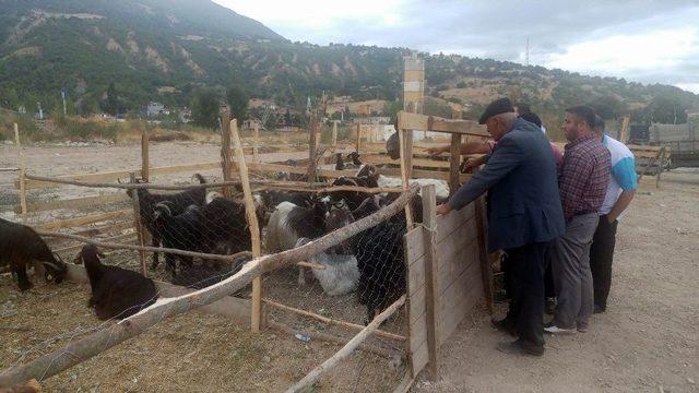 Reşadiye’de Kurban Pazarında Küçükbaş Hayvana İlgi