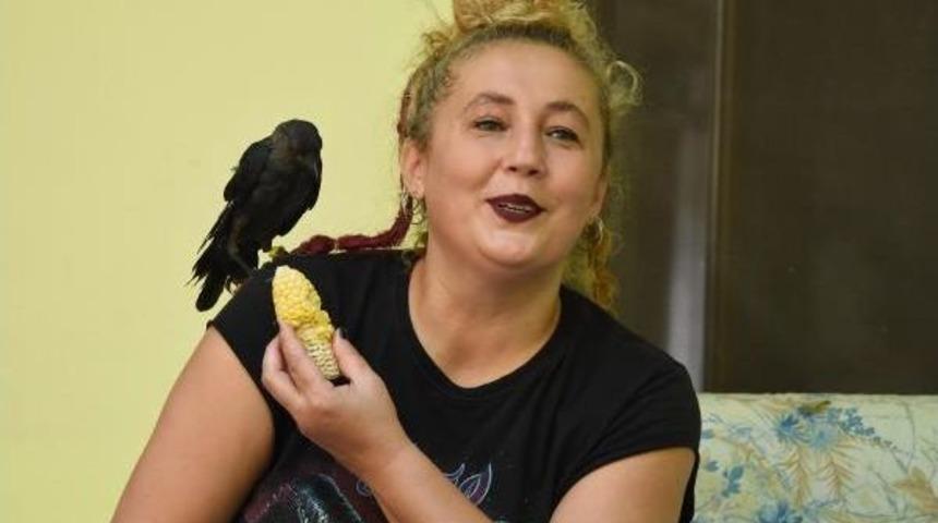 Sokakta Bulup Sahip &Ccedil;ıktığı Yavru Kargaya Metal M&uuml;zik Dinletiyor