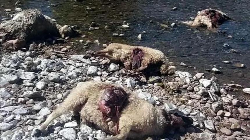 Kurtarlar S&uuml;r&uuml;ye Saldırdı, 80 Koyun Telef Oldu