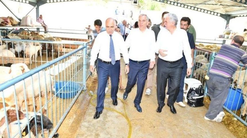 Vali Karahan Canlı Hayvan Pazarında İncelemelerde Bulundu