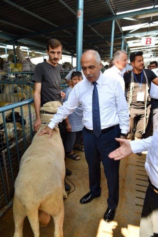 Vali Karahan Canlı Hayvan Pazarında İncelemelerde Bulundu