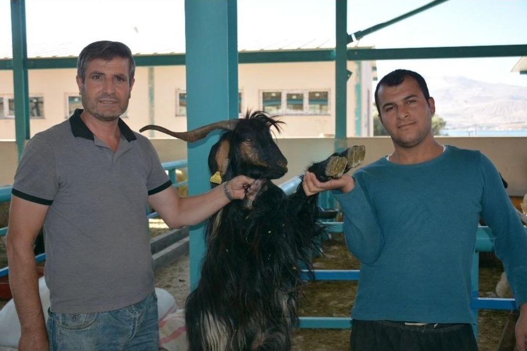 Tatvan&rsquo;da Kurbanlık &Ccedil;ok Rağbet Yok