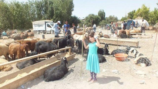 Malazgirt’te Kurbanlılara Yoğun İlgi