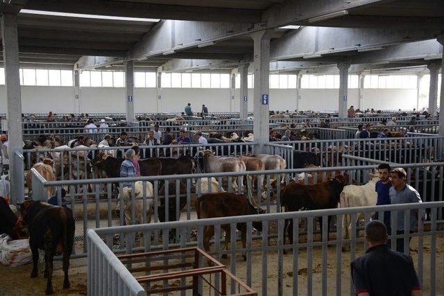 Türkiye’nin En Modern Hayvan Pazarında Bayram Yoğunluğu