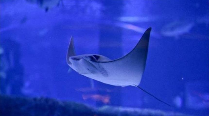 Akvaryumun Yeni Konukları Inek Burunlu Vatozlar