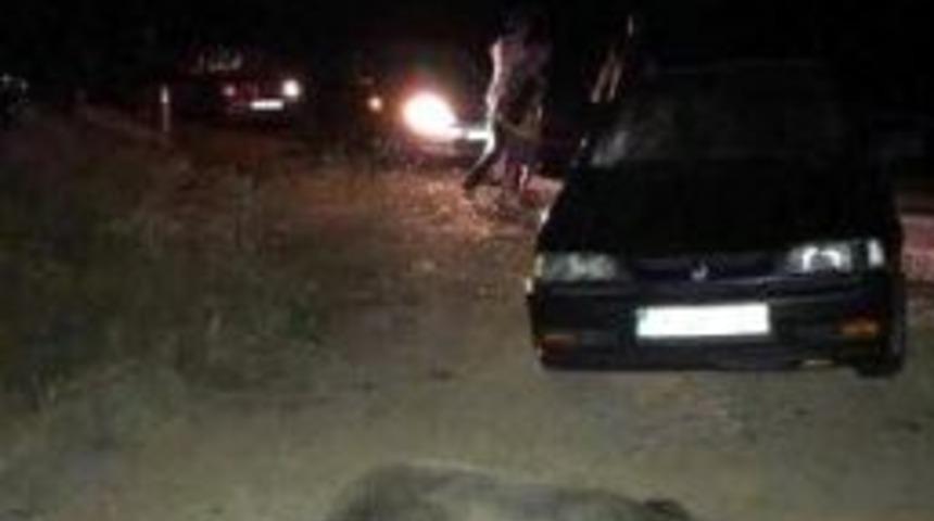 Otomobillere Yaban Domuzu Sürüsü Saldırdı