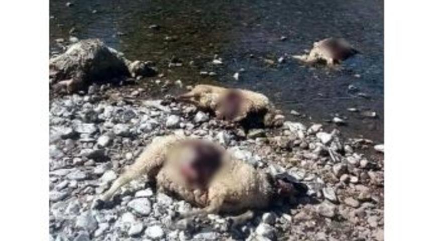 Erzincan Da Kurtların Saldırdığı S&uuml;r&uuml;de 80 Koyun Telef Oldu