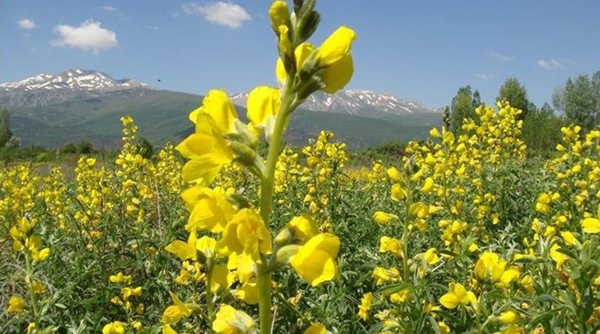 Aydın&rsquo;ın Biyolojik Zenginliği Kayıt Altına Alınacak