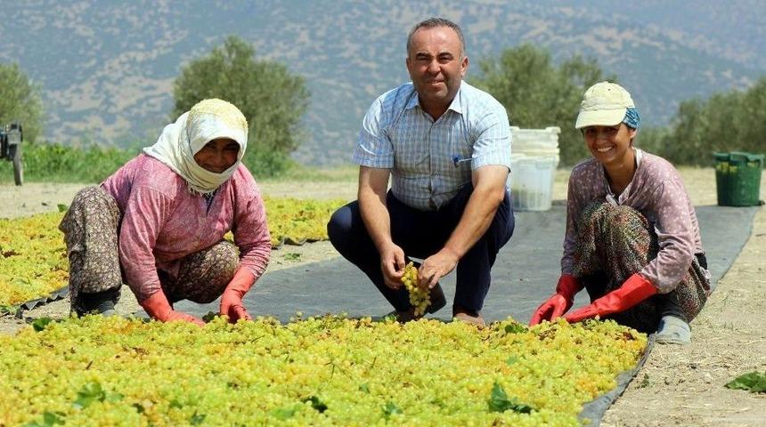 Ziraat Odasından "&uuml;z&uuml;m&uuml;n&uuml; A&ccedil;ığa D&ouml;kme" Uyarısı