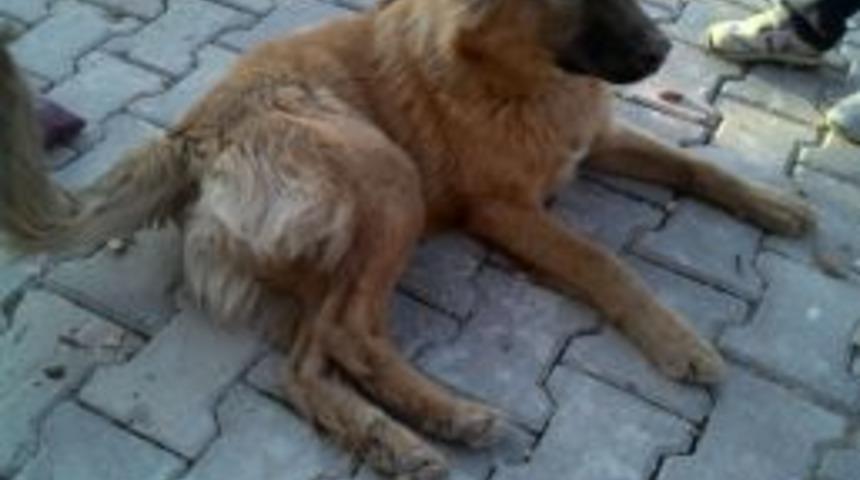 Hayvanseverlere &Ccedil;ağrı