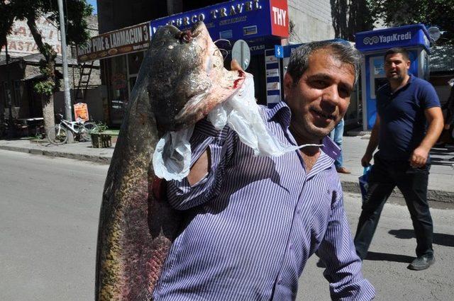 Kars’ta 40 Kiloluk Yayın Balığı Yakalandı