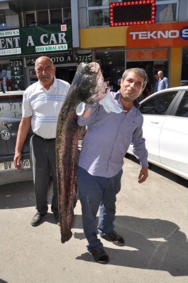 Kars’ta 40 Kiloluk Yayın Balığı Yakalandı