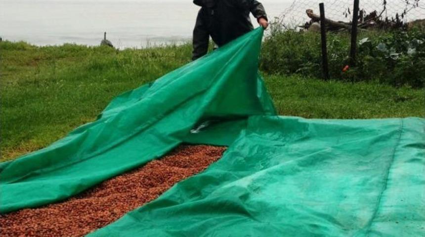 Fındık &Uuml;reticisinin Yağmur &Ccedil;ilesi