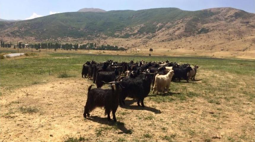 G&uuml;roymak&rsquo;ta Canlı Kurban Yardımı Yapıldı