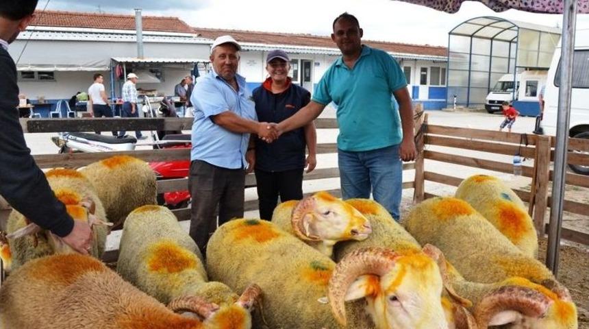 Biga&rsquo;da Canlı Hayvan Borsası Canlandı