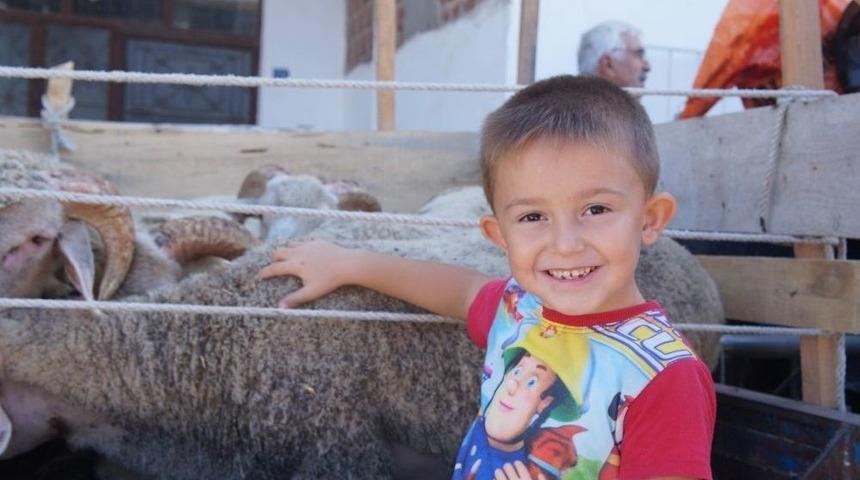 Lapseki&rsquo;de Kurbanlık K&uuml;&ccedil;&uuml;kbaş Hayvan Pazarı Kuruldu