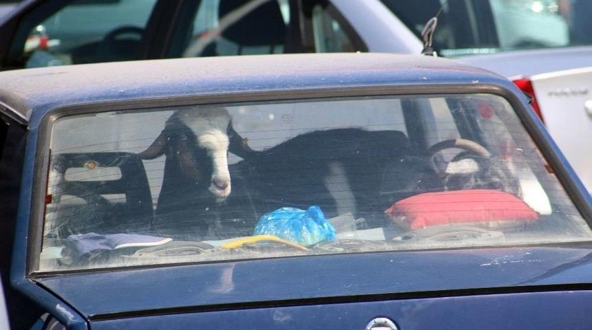 Kurbanlıkların Otomobil Yolculuğu