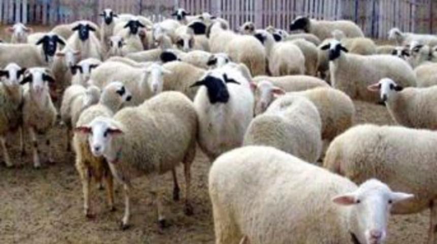 Gaziantep'te, Kurbanlık Dolandırıcıları Yakalandı