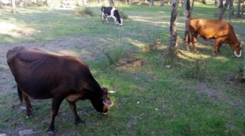 Dinlendirilmeyen Etlere Dikkat