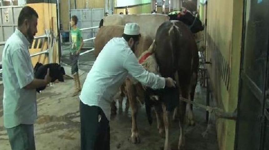 Monorayla 4 Dakikada Büyükbaş Kurban Kesimi