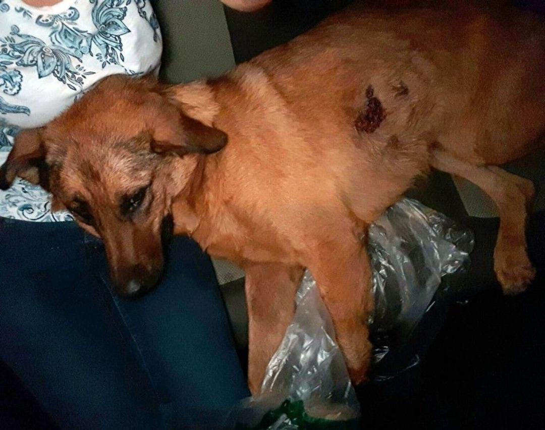 Antalya&rsquo;da Sokak K&ouml;peğine Kurşun Yağmuru