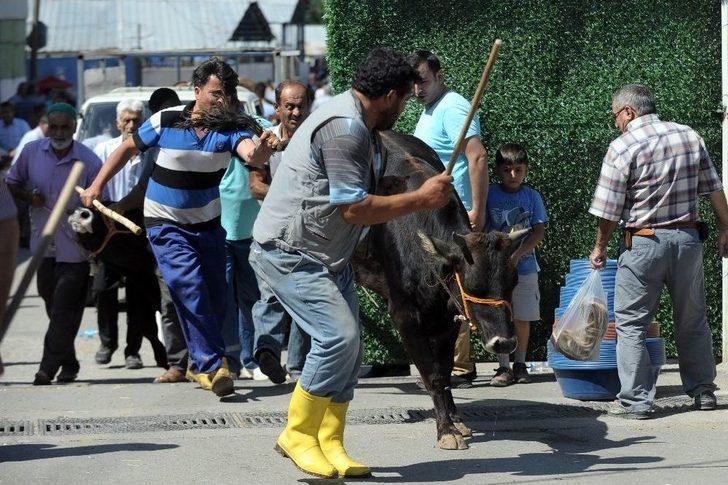 Kaçan Boğa Kısa Sürede Yakalandı G4