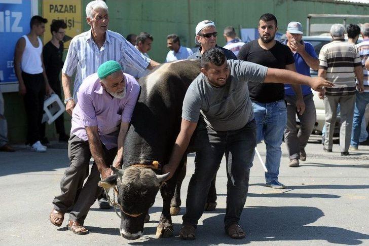 Kaçan Boğa Kısa Sürede Yakalandı G5