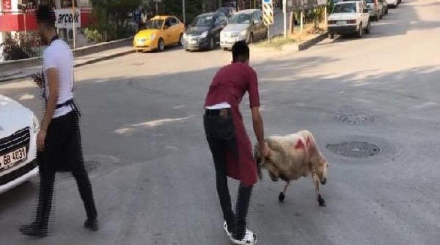 Başkentte Kurbanlık Koyun Sahiplerini Akan Trafikte Peşinden Koşturdu 