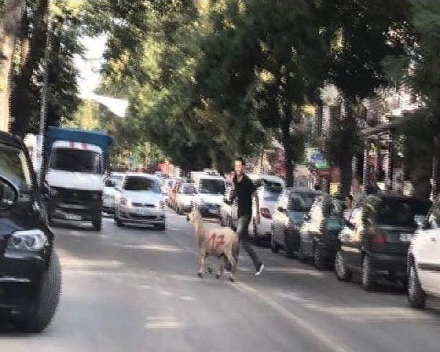 Başkentte Kurbanlık Koyun Sahiplerini Akan Trafikte Peşinden Koşturdu 