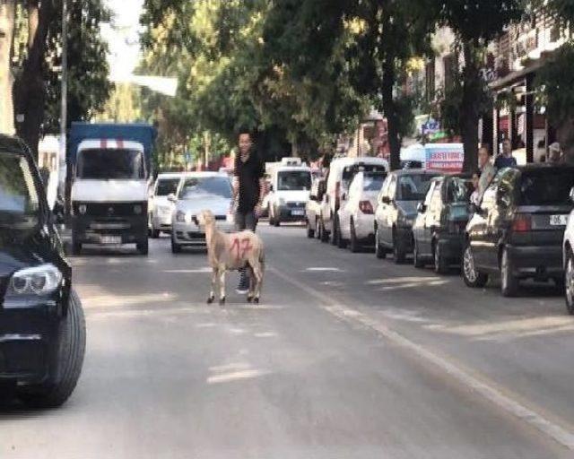 Başkentte Kurbanlık Koyun Sahiplerini Akan Trafikte Peşinden Koşturdu 