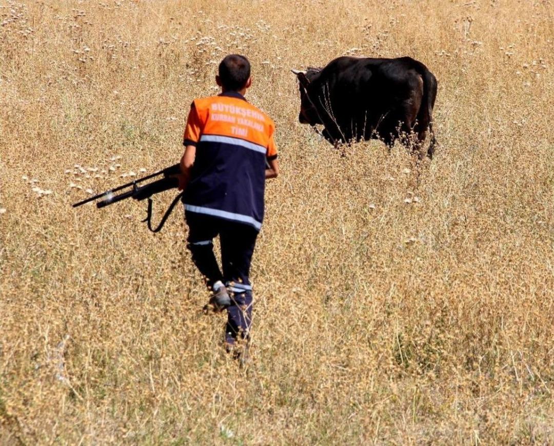 Erzurum&rsquo;da Ka&ccedil;an Kurbanlık Dana 1 &Ccedil;ocuğu Hastanelik Etti