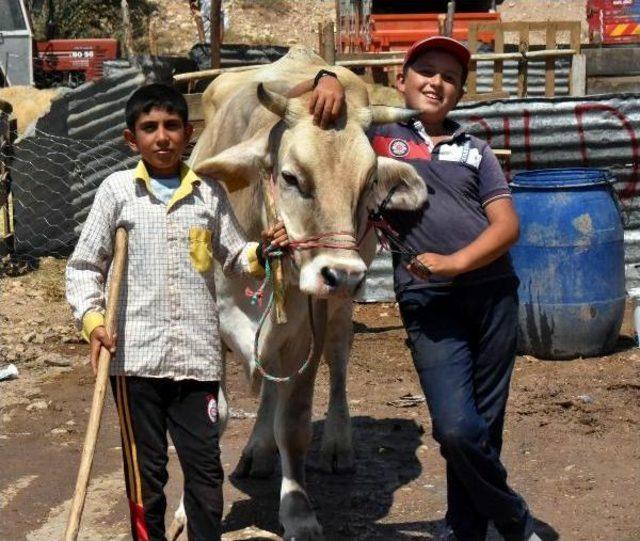 Kurban Pazarında Arife Günü Hareketliliği