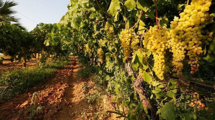 &Uuml;z&uuml;m Bağlarından Tenor Sesleri Yankılanacak