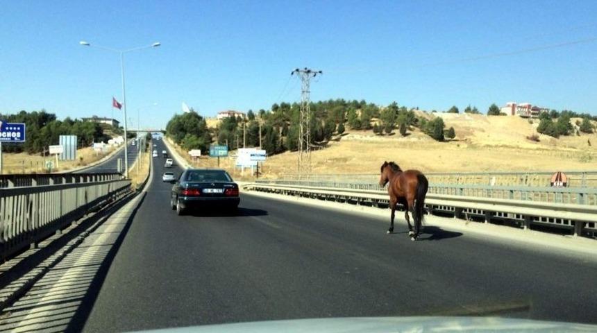 Başıboş At Trafiği Alt Üst Etti