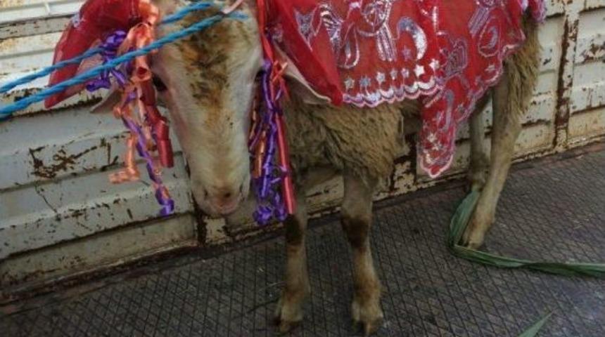 Gelin Koçları 20 Tl’ye Süslüyor