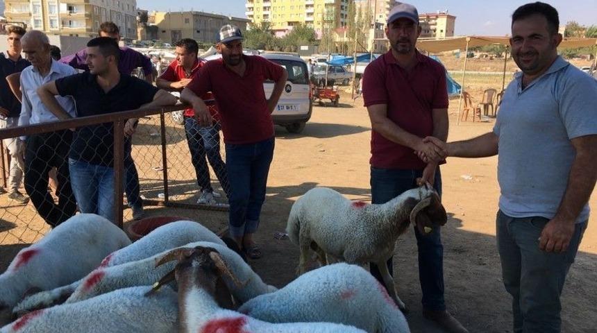 Nurdağı Kurban Pazarından Yoğunluk Yaşandı