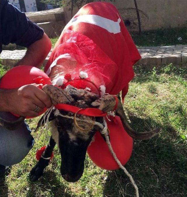 Süslenen Koçlar Gelinlere Gitti