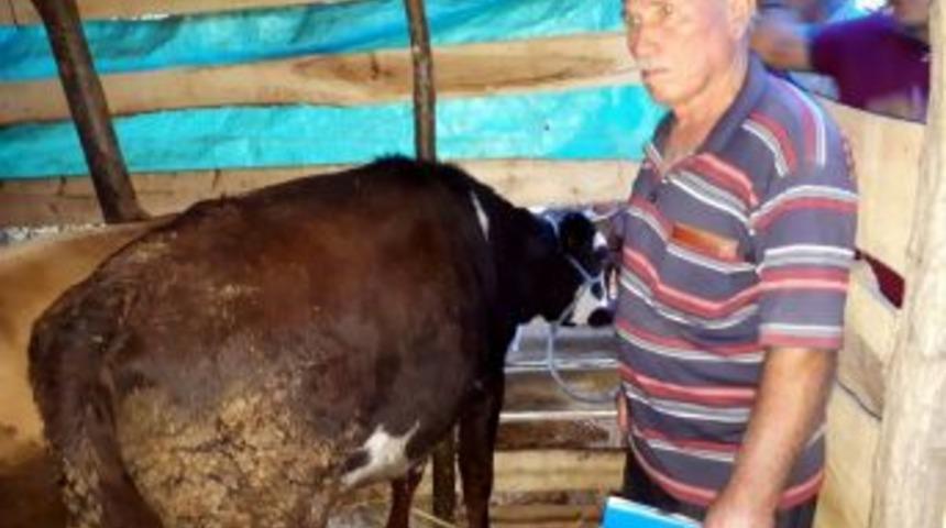 Polis &Ccedil;alıntı Kurbanlıkları Bulup Sahiplerine Teslim Etti