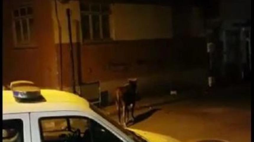 Kamyonete Y&uuml;klenirken Ka&ccedil;an Boğa Uyuşturucu Iğne Ile Yakalandı