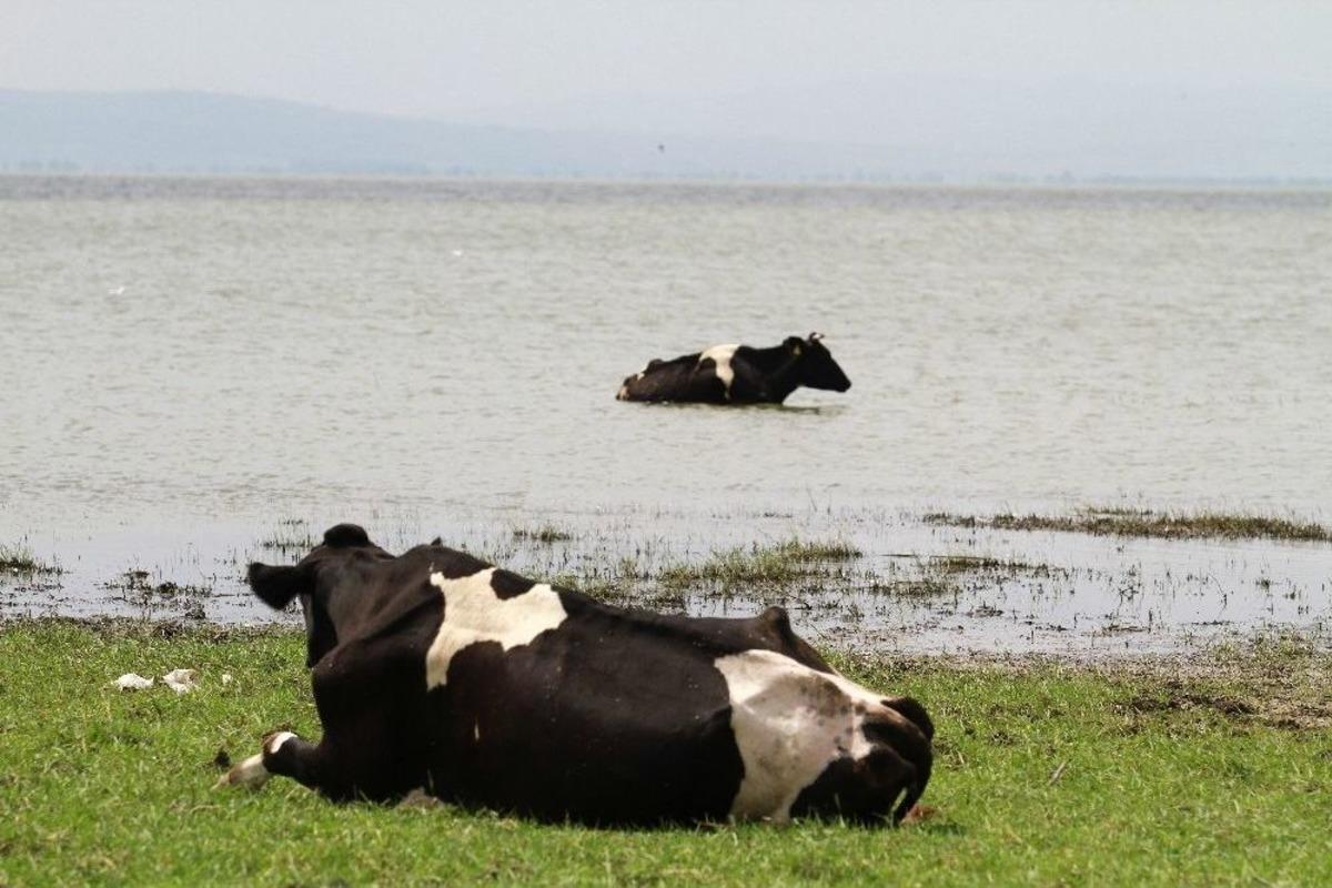 (&ouml;zel Haber) İneklerin Plaj Keyfi