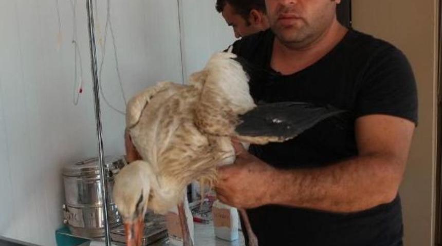 Yaralı Bulunan Leylek Tedaviye Alındı