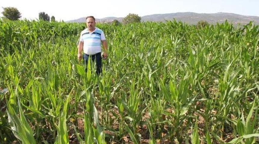 Ot Ilacı Mısırı Da, &Uuml;reticiyi De Yaktı