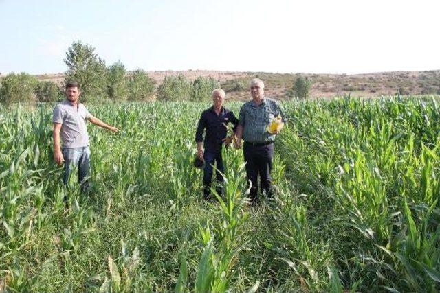 Ot Ilacı Mısırı Da, Üreticiyi De Yaktı