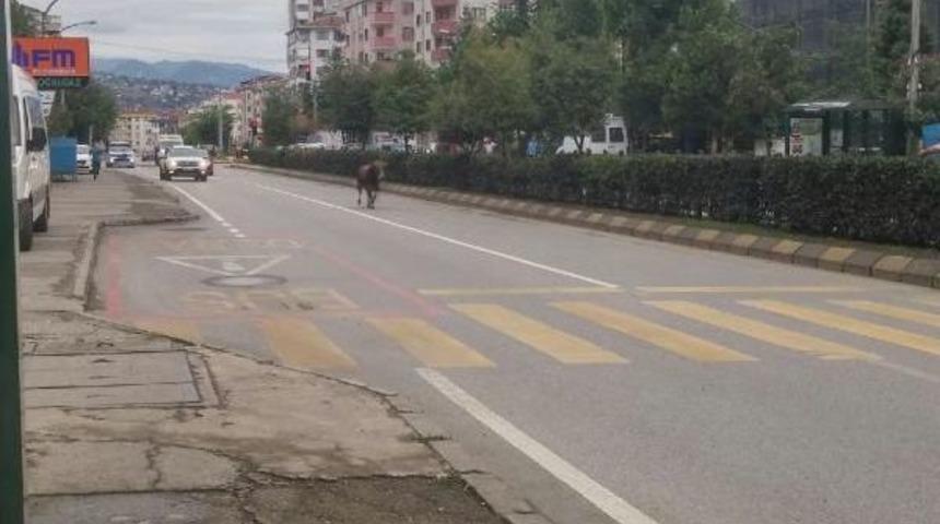 Trabzon&rsquo;Da Ka&ccedil;an Boğa Trafiğe Daldı